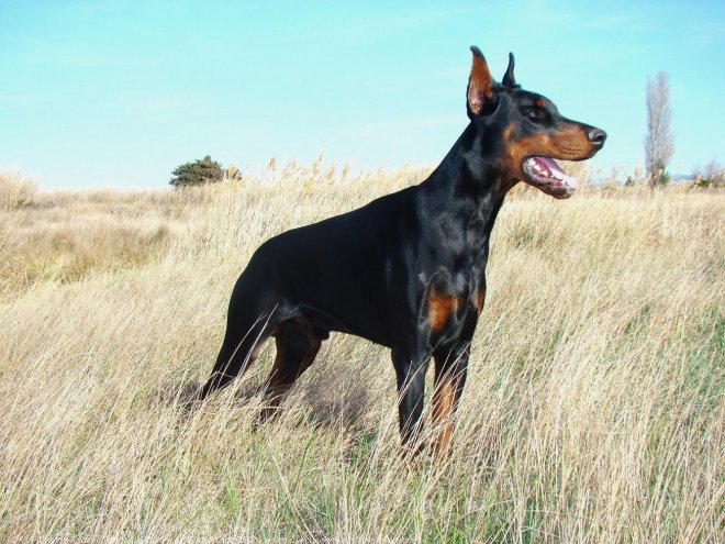 Photo de Dobermann