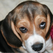 Photo de Beagle