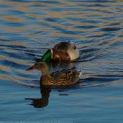 Photo de Canard colvert