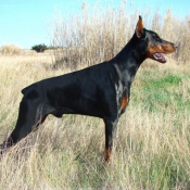 Photo de Dobermann