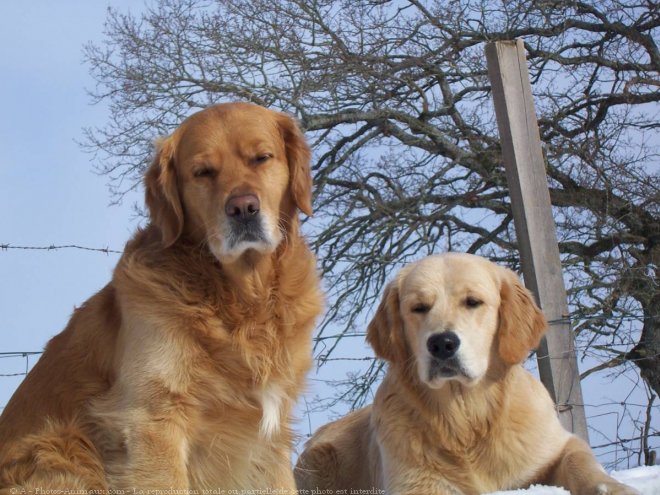 Photo de Golden retriever