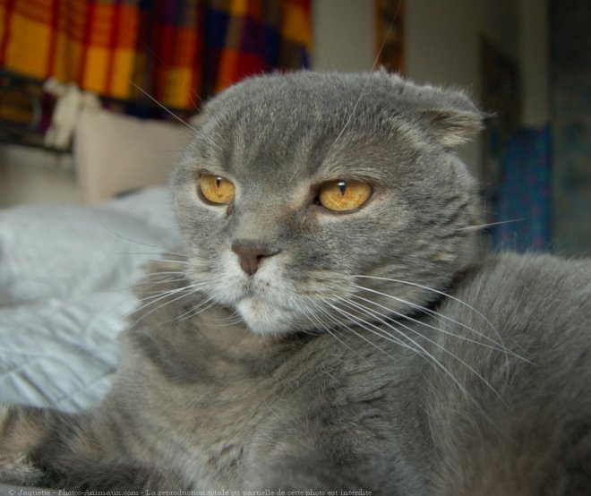 Photo de Scottish fold