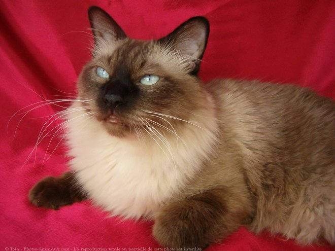 Photo de Sacr de birmanie