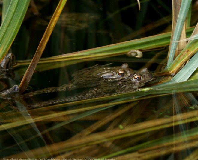 Photo de Grenouille