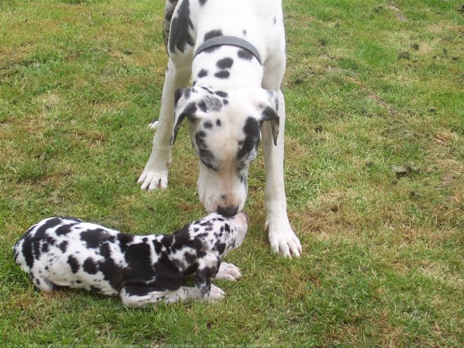 Photo de Dogue allemand