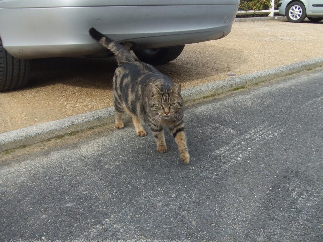 Photo de Chat domestique