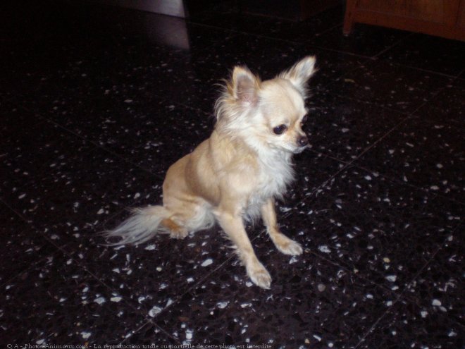 Photo de Chihuahua  poil long