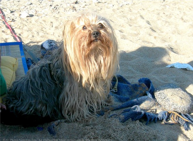 Photo de Yorkshire terrier