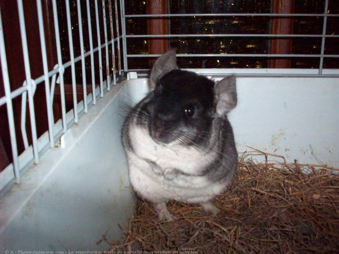 Photo de Chinchilla