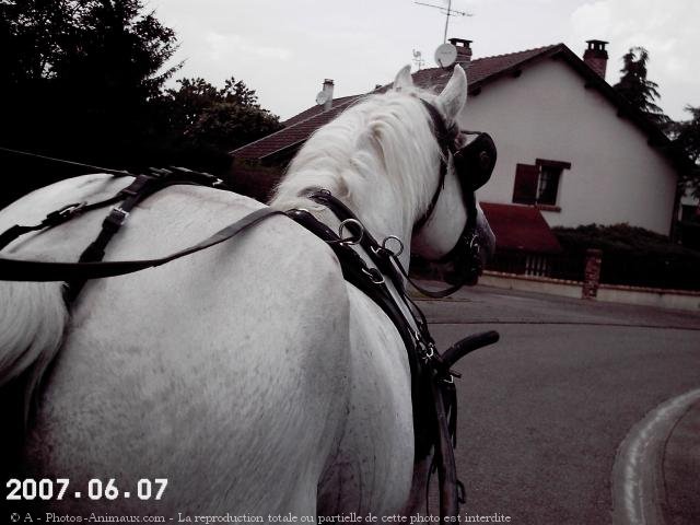 Photo de Percheron