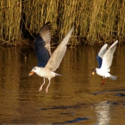 Photo de Mouette