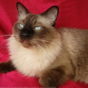 Photo de Sacr de birmanie