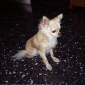 Photo de Chihuahua  poil long