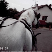 Photo de Percheron