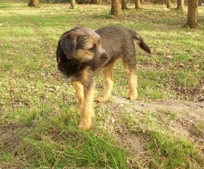 Photo de Border terrier