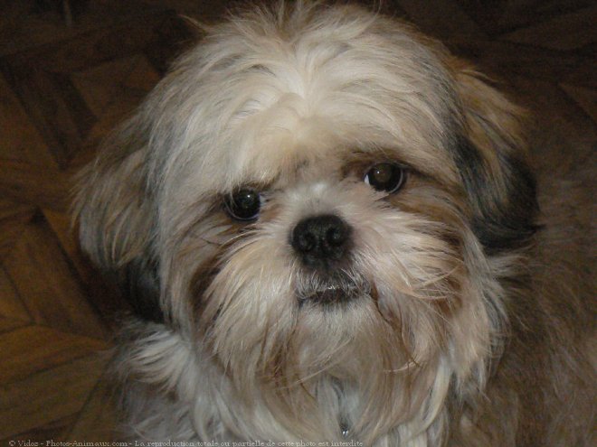 Photo de Shih tzu