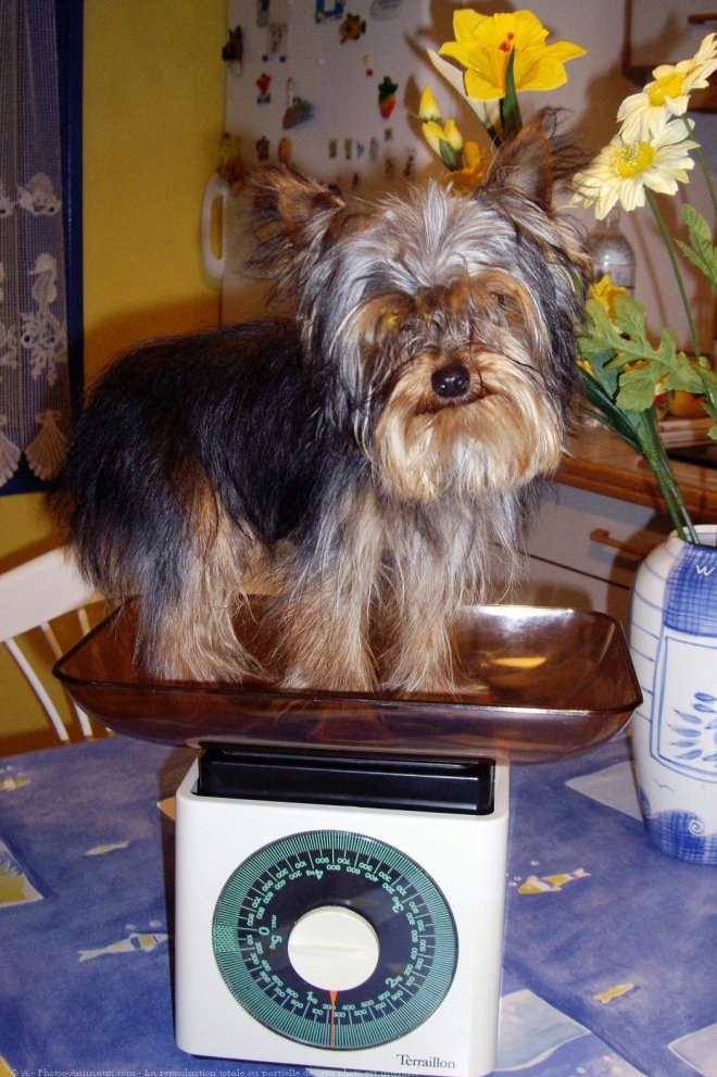 Photo de Yorkshire terrier