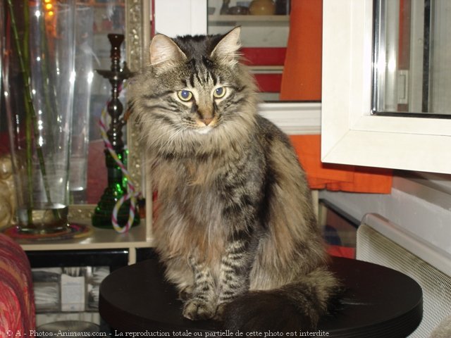 Photo de Maine coon