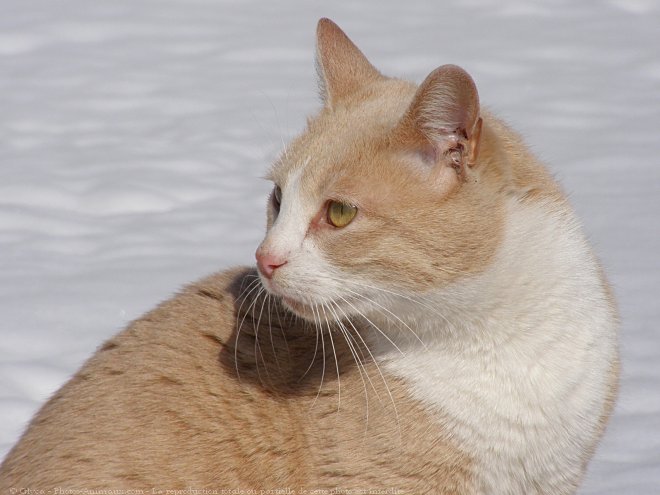 Photo de Chat domestique