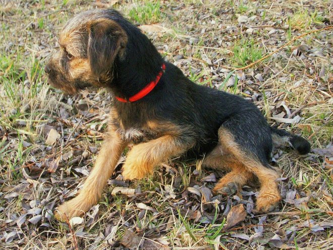 Photo de Border terrier