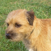 Photo de Border terrier