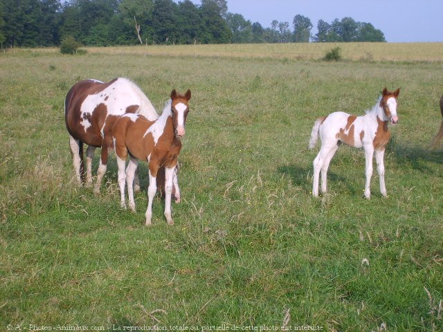 Photo de Paint horse