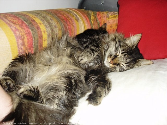 Photo de Maine coon