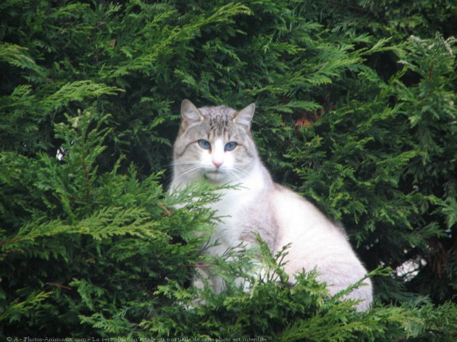 Photo de Chat domestique