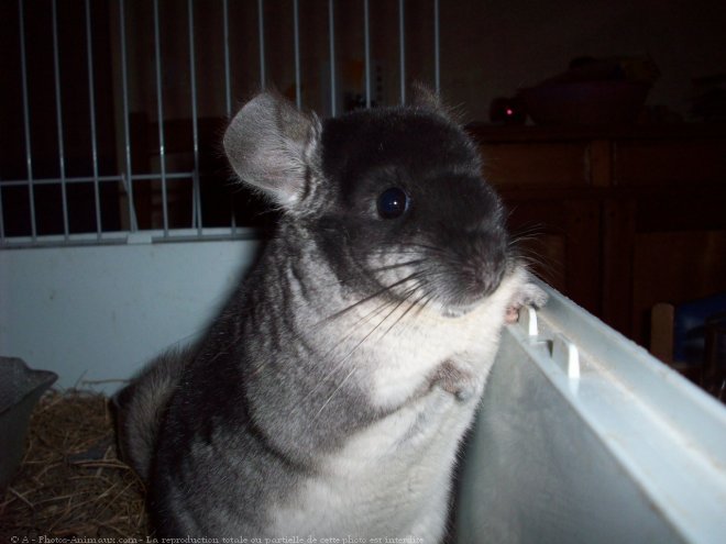 Photo de Chinchilla