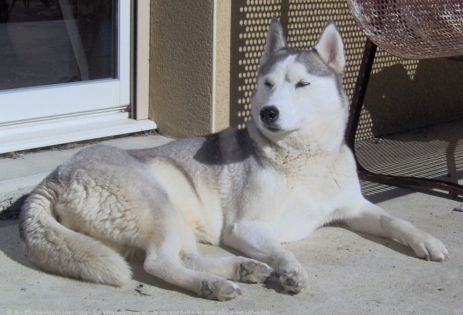 Photo de Husky siberien