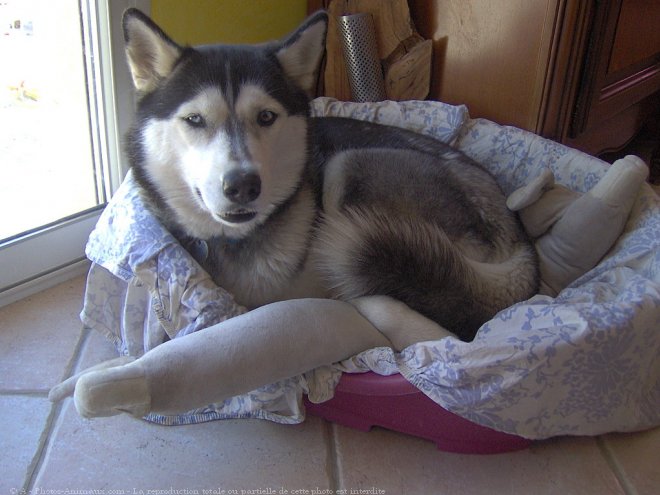 Photo de Husky siberien