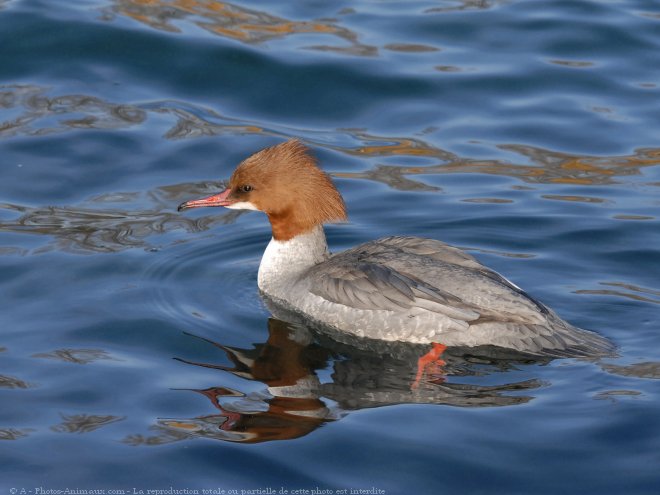 Photo de Canard