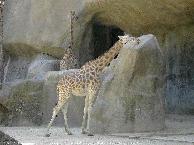 Photo de Girafe