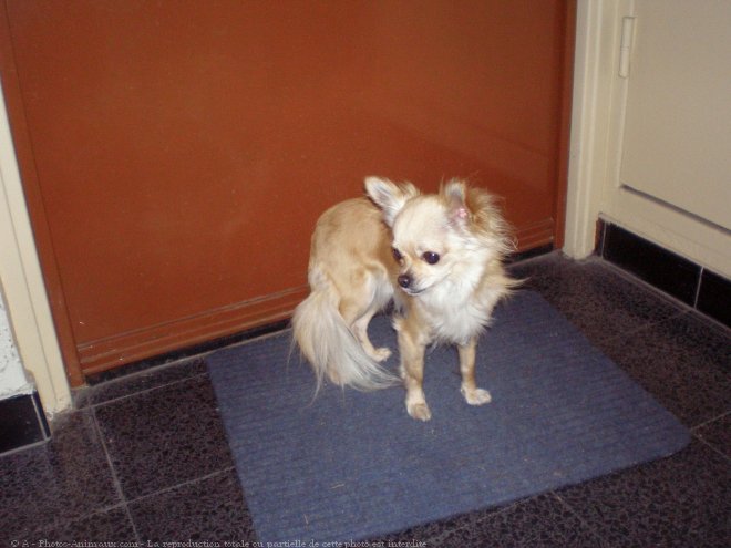 Photo de Chihuahua  poil long