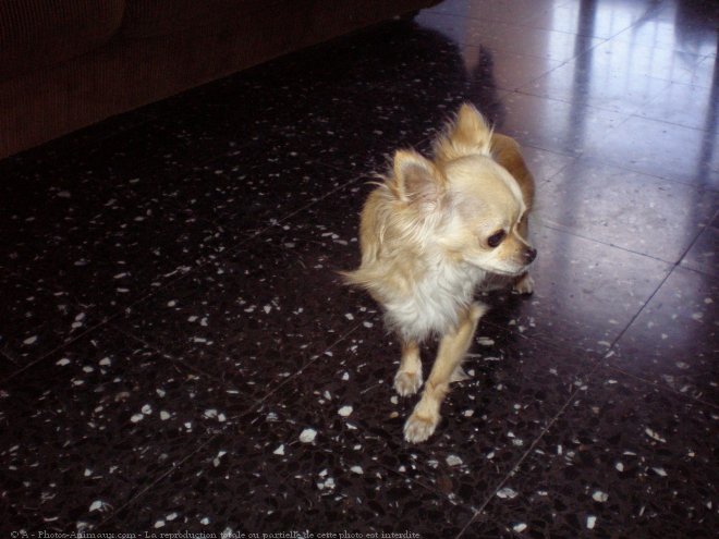 Photo de Chihuahua  poil long