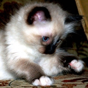 Photo de Ragdoll