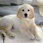 Photo de Golden retriever