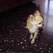 Photo de Chihuahua  poil long