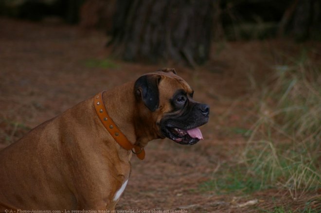 Photo de Boxer