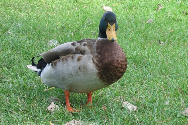 Photo de Canard