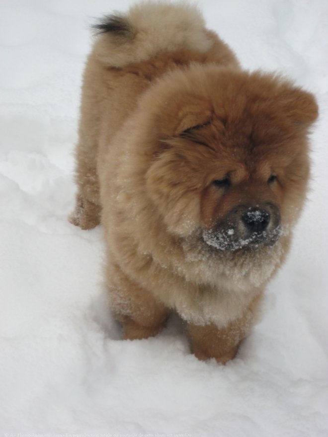 Photo de Chow chow