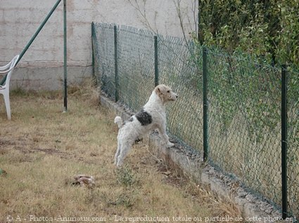 Photo de Fox terrier  poil dur