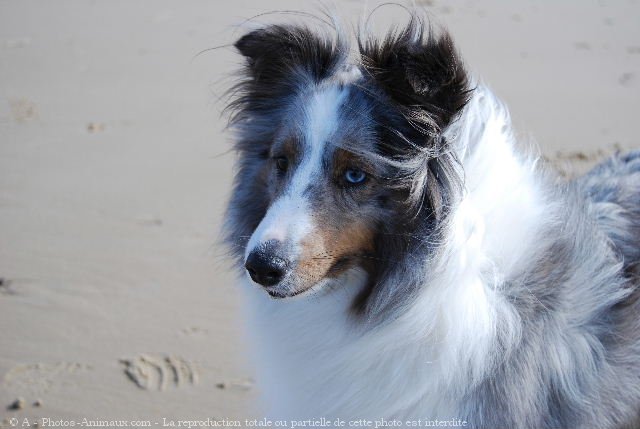 Photo de Chien de berger des shetland