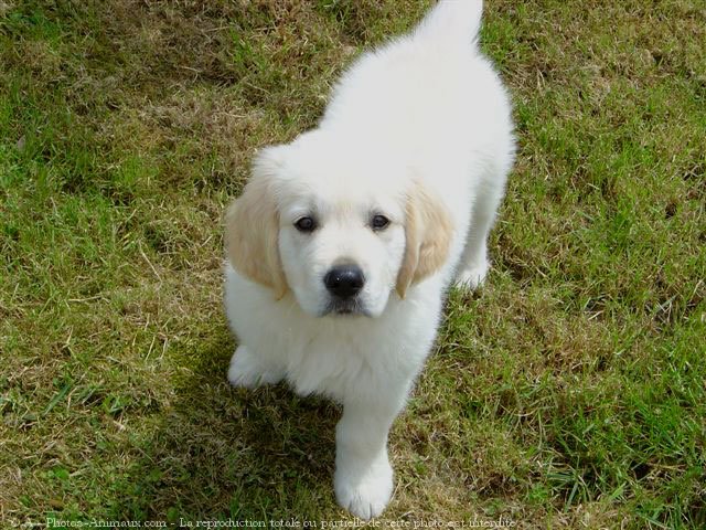 Photo de Golden retriever