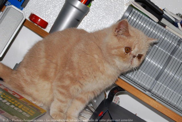 Photo d'Exotic shorthair