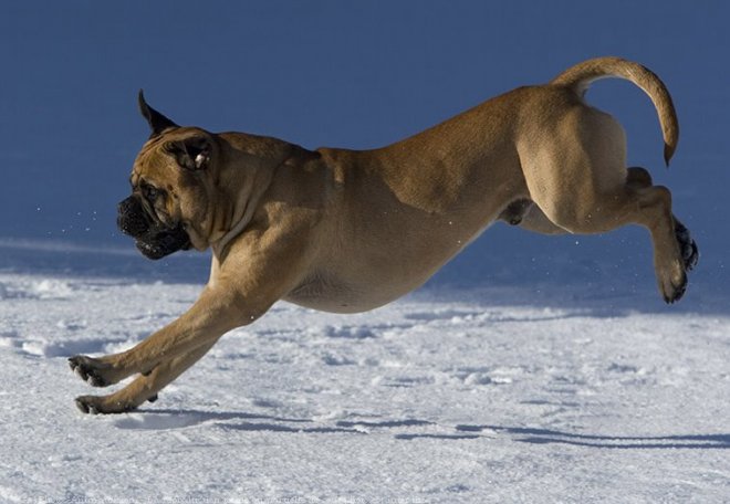 Photo de Bullmastiff