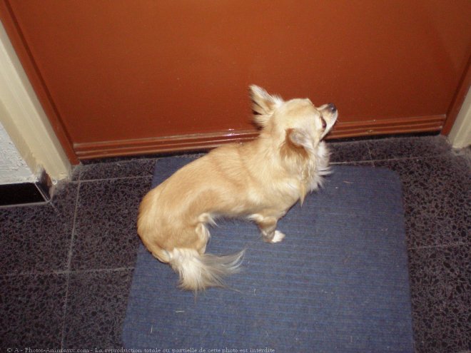 Photo de Chihuahua  poil long