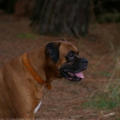 Photo de Boxer