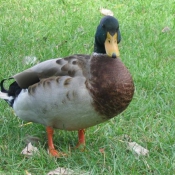 Photo de Canard