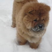 Photo de Chow chow